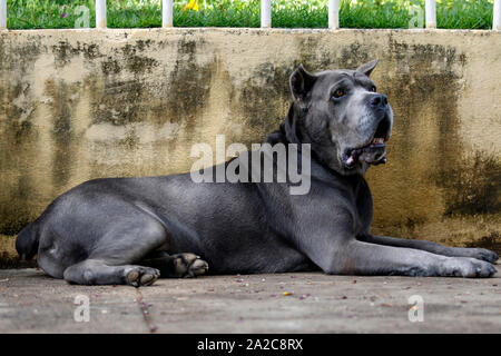 Le chien de race Cane Corso d'âge adulte en pose hautaine Banque D'Images