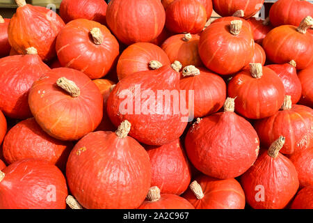 Hokkaido pumpkins aussi appelé Red Kuri (Cucurbita maxima) Banque D'Images