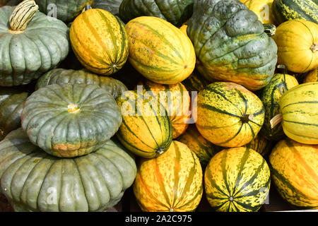 Maturation tardive citrouilles (Cucurbita moschata), 'Muscade de Provence'. Banque D'Images