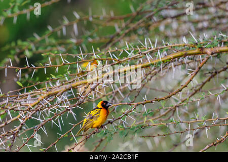 Le figuier de branches avec un Village weaver sur une branche Banque D'Images