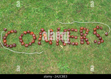 Conkers, énoncés sur l'herbe avec deux cordées Conkers Banque D'Images