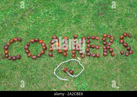 Conkers, énoncés sur l'herbe avec Strung Conkers dans un cercle en dessous Banque D'Images