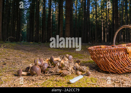 De nombreux champignons châtaignes sont couchées sur le sol forestier Banque D'Images