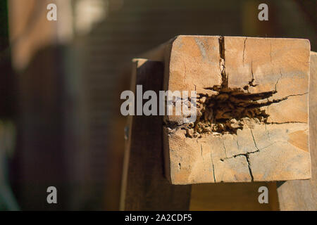 Termite nest decay sur poteaux en bois. L'espace de copie pour le texte. Banque D'Images