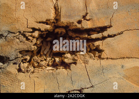 Termite nest decay sur poteaux en bois. L'espace de copie pour le texte. Banque D'Images