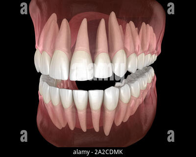 De la morphologie des maxillaires et mandibulaires et des dents gencives. Dent précise médicalement 3D illustration Banque D'Images