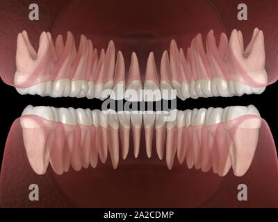 De la morphologie des maxillaires et mandibulaires et des dents gencives. Dent précise médicalement 3D illustration Banque D'Images