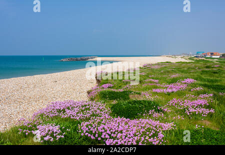 L'épargne (Armeria maritima) croissant le long de la plage au printemps à Selsey, West Sussex, Angleterre. Banque D'Images