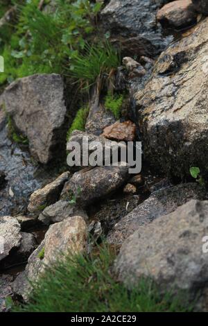 Surface rocheuse sur le Colorado Mountain Top Banque D'Images