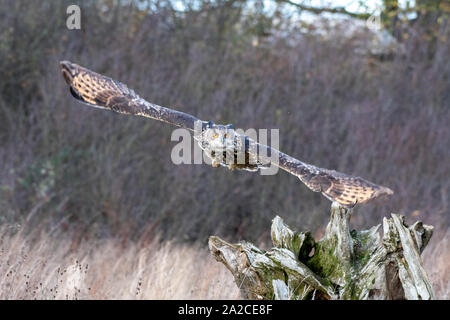 Grand Owl (Bubo bubo), volant au-dessus d'une prairie dans le Gloucestershire, Royaume-Uni Banque D'Images