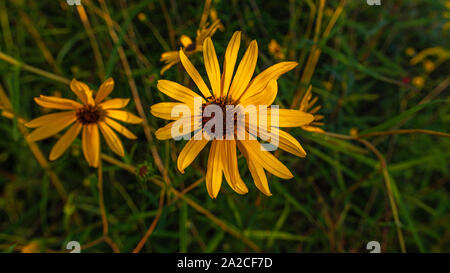 Photographie macro d'une mauvaise herbe appelée le tournesol mexicain Banque D'Images