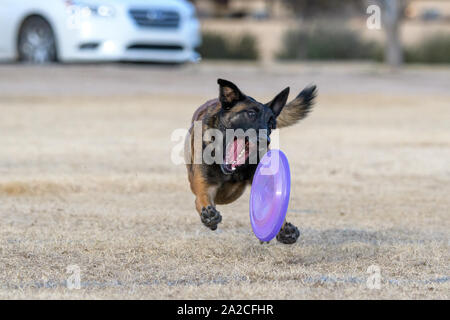 Malinois belge au sujet de récupérer un disque sur l'herbe tout en chassant il Banque D'Images