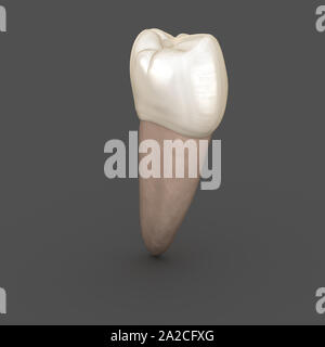 Anatomie dentaire - dent prémolaire mandibulaire Deuxième. Soins dentaires médicalement exacts 3D illustration Banque D'Images