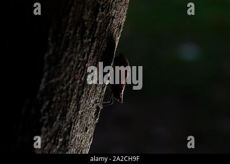 Profil LATÉRAL DU LANTERNFLY LYCORMA (DELICATULA) montrant le perçage de l'écorce se nourrissant de pièces buccales PROBOSCIS sucer la sève des arbres, NEW YORK Banque D'Images