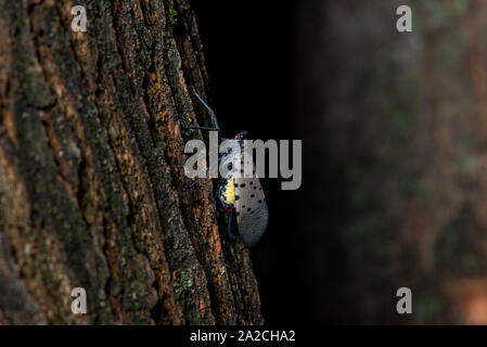 Profil LATÉRAL DU LANTERNFLY LYCORMA (DELICATULA) montrant le perçage de l'écorce de sucer PROBOSCIS sur pièces buccales pour se nourrir de la sève des arbres, NEW YORK Banque D'Images