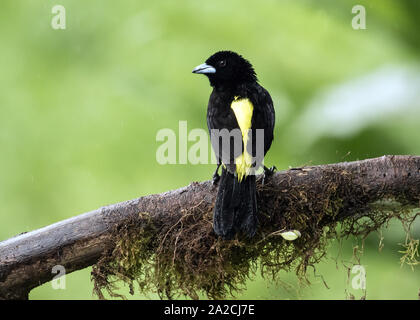 Gros plan du beau noir et jaune,oiseau-flamme Tangara à croupion ( flammigerus Ramphocelus) perché sur une branche moussue dans le nord-ouest de l'Équateur. Banque D'Images