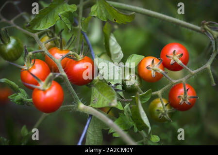 Les tomates cerise par étapes de maturation sur un plant de tomate dans un jardin. Banque D'Images