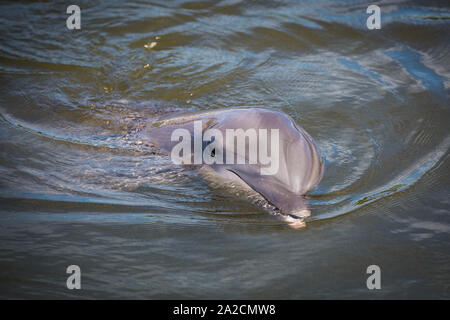 Dauphins dans l'eau exécutant des pirouettes et des sauts dans un parc aquatique dans les îles clés de Floride Banque D'Images