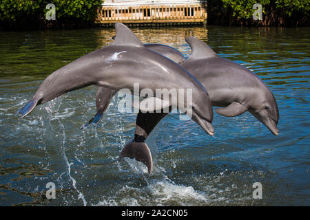 Dauphins dans l'eau exécutant des pirouettes et des sauts dans un parc aquatique dans les îles clés de Floride Banque D'Images