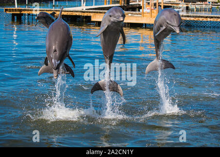 Dauphins dans l'eau exécutant des pirouettes et des sauts dans un parc aquatique dans les îles clés de Floride Banque D'Images