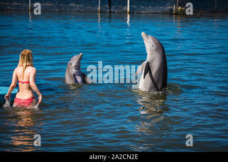 Dauphins dans l'eau exécutant des pirouettes et des sauts dans un parc aquatique dans les îles clés de Floride Banque D'Images