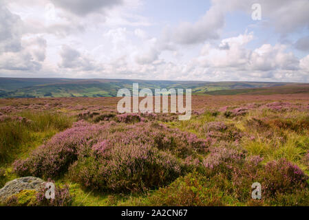 Heather sur le North Yorkshire Moors à l'été Banque D'Images