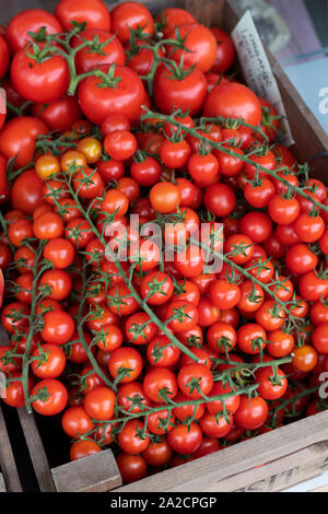 Les tomates biologiques pour la vente en dehors de la légumes shop à Ledbury, Herefordshire. L'Angleterre Banque D'Images