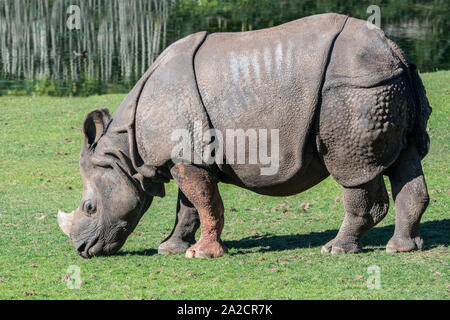 Rhinocéros indien / rhinocéros à une corne / rhinocéros unicorne de l'Inde (Rhinoceros unicornis) Banque D'Images