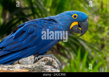 Hyacinth macaw / hyacinthine macaw (Anodorhynchus hyacinthinus) parrot originaire d'Europe centrale et de l'Amérique du Sud Banque D'Images