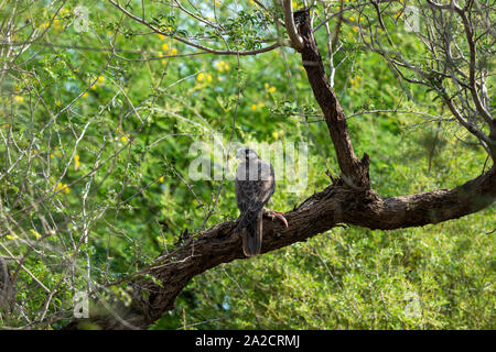 Faucon Laggar Falco jugger épineux ou d'alimentation ou le lézard Uromastyx dans beau fond vert isolé. Séance d'oiseaux migrateurs sur un tronc d'arbre Banque D'Images