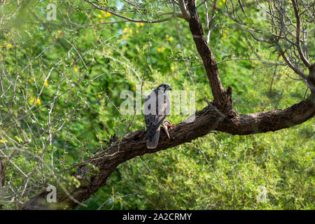 Faucon Laggar Falco jugger épineux ou d'alimentation ou le lézard Uromastyx dans beau fond vert isolé. Séance d'oiseaux migrateurs sur un tronc d'arbre Banque D'Images