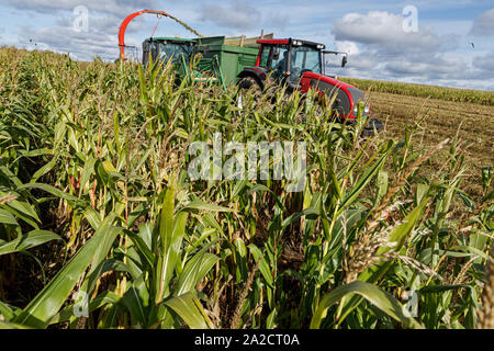 L'ensileuse couper champ de maïs et d'ensilage de chargement dans une remorque de tracteur. Banque D'Images