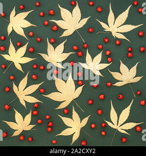 Acer japonais doré feuilles et fruits rouges formant un motif abstrait sur fond vert tacheté. Banque D'Images