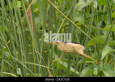 Un petit sterin mâle (Ixobrychus minutus) près du sanctuaire d'oiseaux de Nal-sarovar Gujarat, Inde Banque D'Images