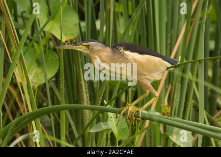 Un petit sterin mâle (Ixobrychus minutus) près du sanctuaire d'oiseaux de Nal-sarovar Gujarat, Inde Banque D'Images