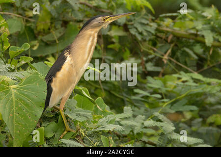 Un petit sterin mâle (Ixobrychus minutus) près du sanctuaire d'oiseaux de Nal-sarovar Gujarat, Inde Banque D'Images