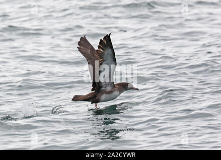 Puffin à pieds roses (Ardenna creatopus) des profils décollant de la mer Puerto Montt, Chili Janvier Banque D'Images