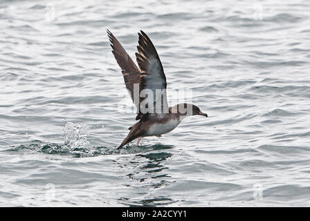 Puffin à pieds roses (Ardenna creatopus) des profils décollant de la mer Puerto Montt, Chili Janvier Banque D'Images