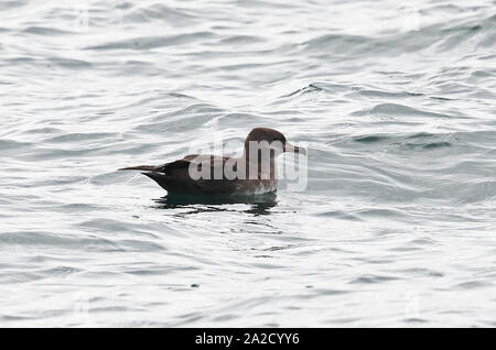 Puffin à pieds roses (Ardenna creatopus) natation adultes sur la mer Puerto Montt, Chili Janvier Banque D'Images