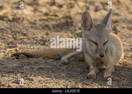 L'Indian fox (Vulpes bengalensis), également connu sous le nom de Bengal fox, reposant à Velavadar national park, Gujarat, Inde Banque D'Images