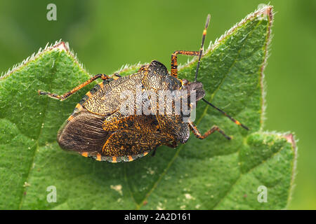 Vue dorsale de Troilus luridus Shieldbug (Bronze) reposant sur des feuilles de plantes. Tipperary, Irlande Banque D'Images