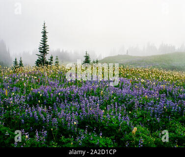 Lupin et indian paintbrush dans le brouillard, la crête de Mazama, Mt Rainier National Park, Washington State, USA Banque D'Images