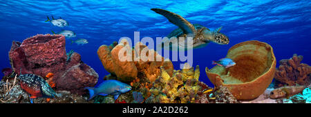 Photo sous-marines de poissons et tortues, Caribbean Reef Banque D'Images