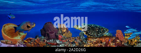 Photo sous-marines de poissons et tortues, Caribbean Reef Banque D'Images