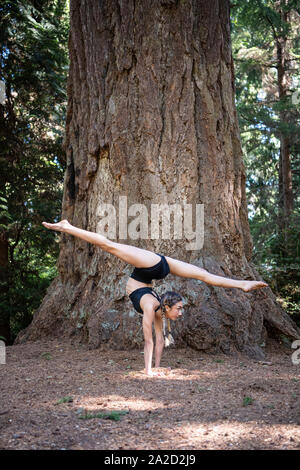 Woman doing yoga ci-dessous le séquoia géant, Tacoma, Washington State, USA Banque D'Images