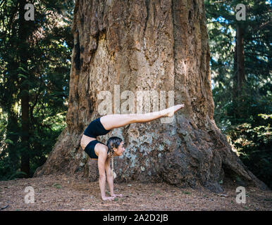 Woman doing yoga ci-dessous le séquoia géant, Tacoma, Washington State, USA Banque D'Images