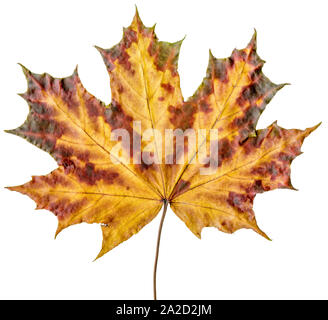 Détaillée de l'automne jaune-rouge vif maple leaf isolated on white Banque D'Images