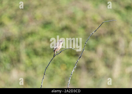 (Saxicola torquata Stonechat femelle) perché sur une branche Banque D'Images