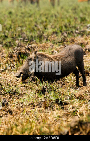 Phacochère commun (Phacochoerus africanus) dans la région de Busanga Plains. Kafue National Park. La Zambie Banque D'Images