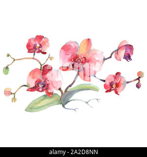 Branche d'orchidées rouges fleurs botanique floral. Jeu de fond à l'aquarelle. Bouquets isolés de l'élément d'illustration. Banque D'Images